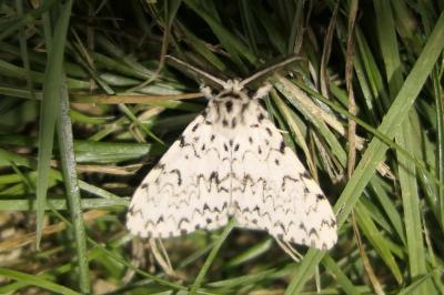 Lymantria monacha