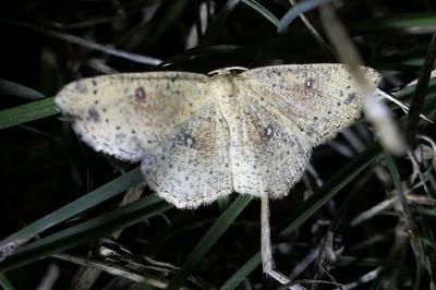 Cyclophora porata