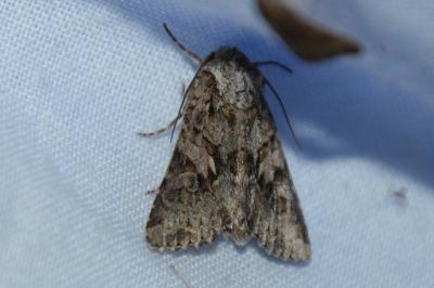 Noctuelle dentine 