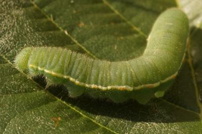 Soufré  (<i>Colias hyale</i>)