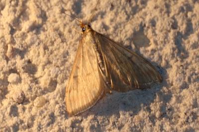 Ostrinia nubilalis