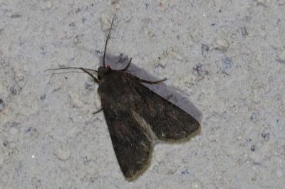 Agrotis segetum