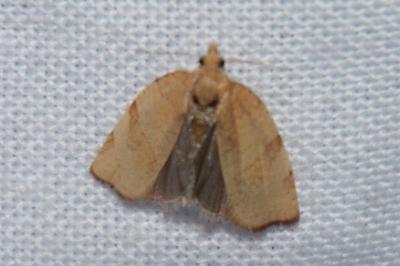 <i>Pandemis cerasana</i>