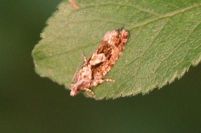 <i>Zeiraphera isertana</i>