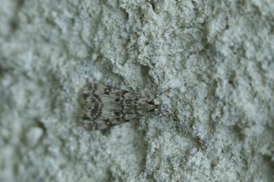<i>Eudonia lacustrata</i>