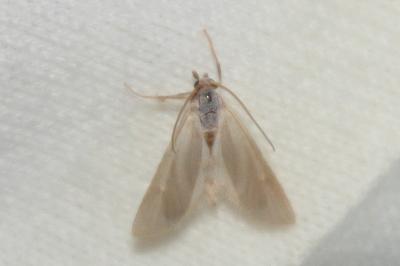 <i>Acentria ephemerella</i>