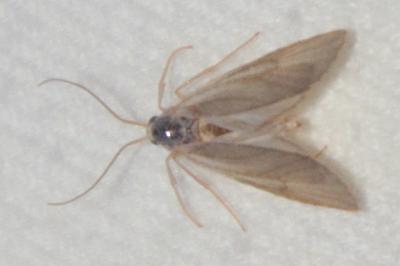 Acentria ephemerella