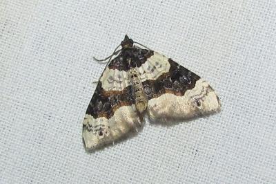 Lynx  (<i>Cosmorhoe ocellata</i>)