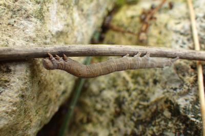 Passagère  (<i>Dysgonia algira</i>)