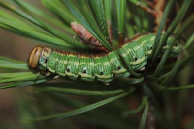Hyloicus pinastri