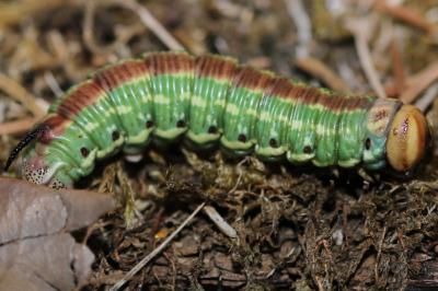 <i>Hyloicus pinastri</i>