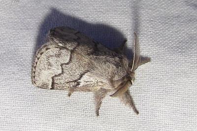 Trichiura crataegi