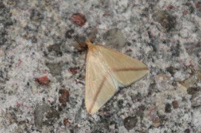 Rhodometra sacraria