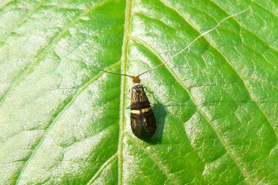 <i>Adela croesella</i>