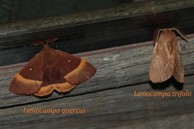 Lasiocampa trifolii