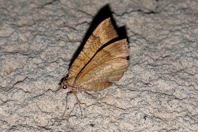 Brocatelle d'or  (<i>Camptogramma bilineata</i>)