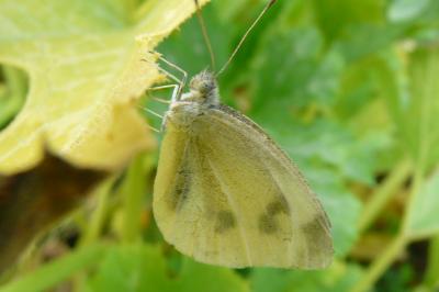 Pieris rapae