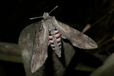 Agrius convolvuli