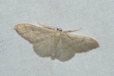 Idaea straminata
