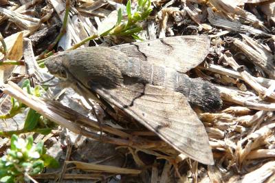 Macroglossum stellatarum