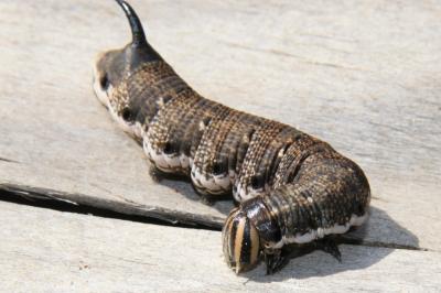 Agrius convolvuli