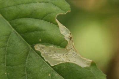 <i>Mompha langiella</i>