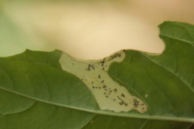 <i>Mompha langiella</i>