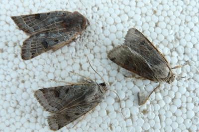 <i>Anchoscelis lunosa</i>