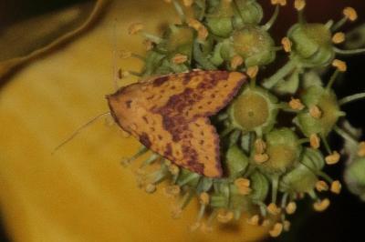 Xanthie ochracée  (<i>Xanthia togata</i>)