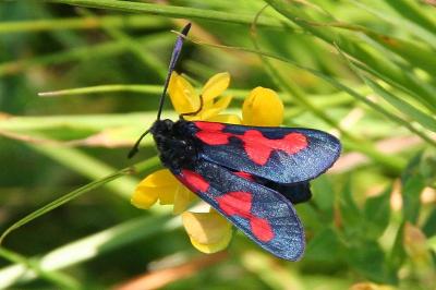 Zygaena trifolii