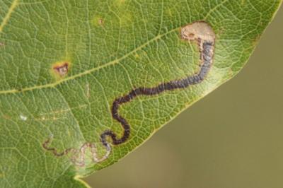 <i>Stigmella basiguttella</i>