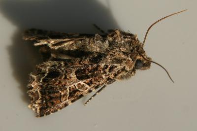 Hadena bicruris