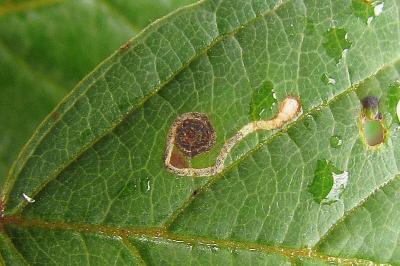 <i>Bucculatrix frangutella</i>