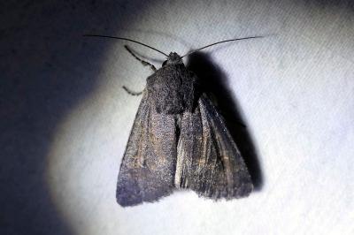 Noctuelle boueuse 