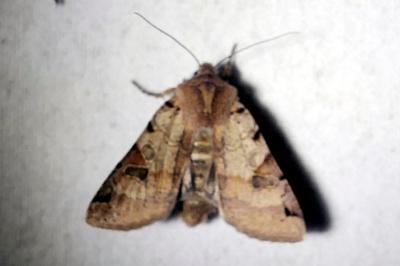 Xanthie liturée  (<i>Anchoscelis litura</i>)
