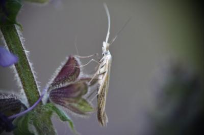 <i>Coleophora lixella</i>