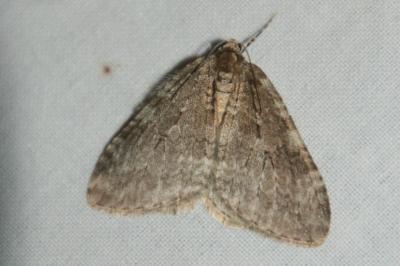 Epirrite diluée  (<i>Epirrita dilutata</i>)