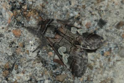 Diloba caeruleocephala