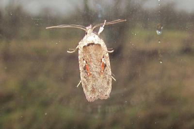 Agonopterix ocellana