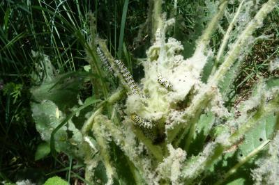 Cucullia verbasci