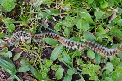 Thaumetopoea pityocampa