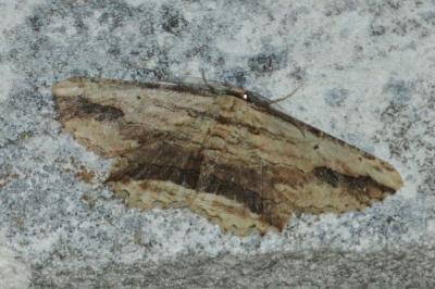 Menophra abruptaria