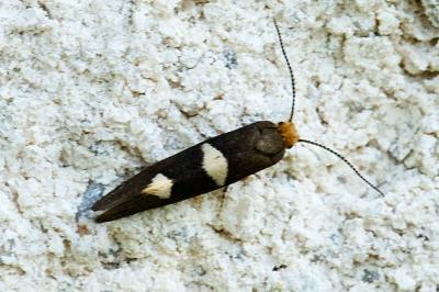 Incurvaria masculella