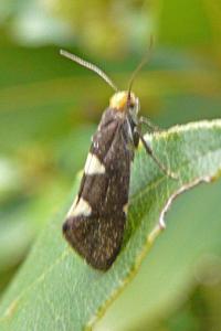 <i>Incurvaria masculella</i>