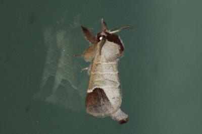 Clostera curtula