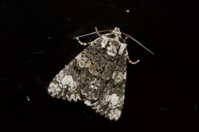 Craniophora ligustri