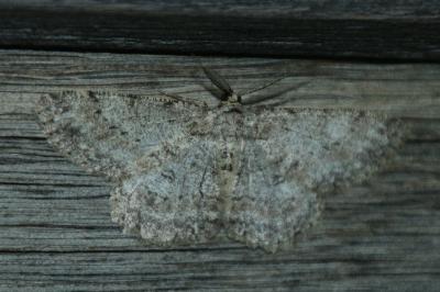 Hypomecis punctinalis