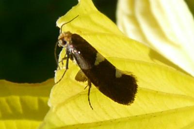 Incurvaria masculella