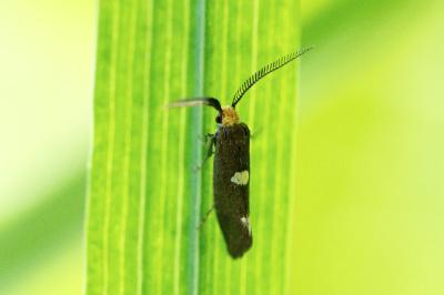 Incurvaria masculella
