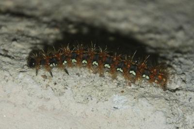 Euplagia quadripunctaria